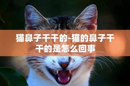 貓鼻子干干的-貓的鼻子干干的是怎么回事