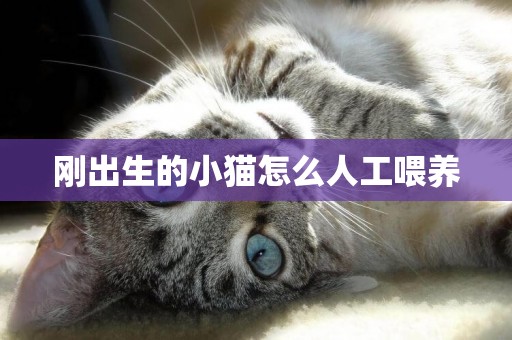 剛出生的小貓怎么人工喂養