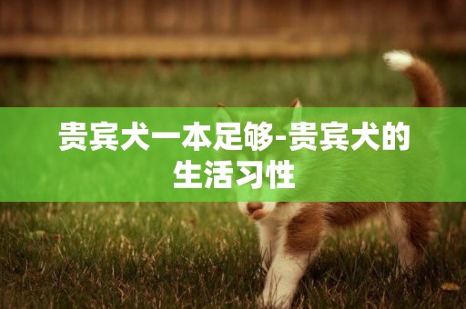 貴賓犬一本足夠-貴賓犬的生活習性