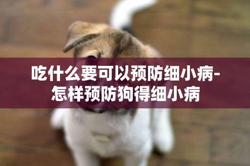 吃什么要可以預防細小病-怎樣預防狗得細小病