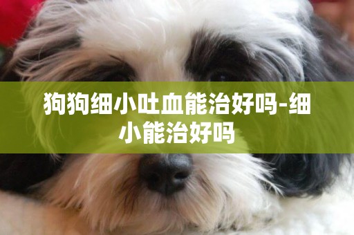 狗狗細小吐血能治好嗎-細小能治好嗎