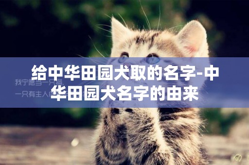 給中華田園犬取的名字-中華田園犬名字的由來