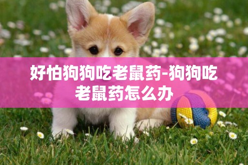好怕狗狗吃老鼠藥-狗狗吃老鼠藥怎么辦