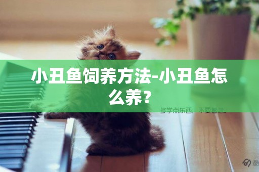 小丑魚飼養方法-小丑魚怎么養？