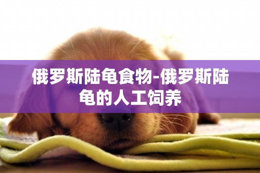 俄羅斯陸龜食物-俄羅斯陸龜的人工飼養