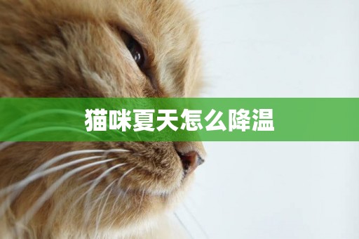 貓咪夏天怎么降溫