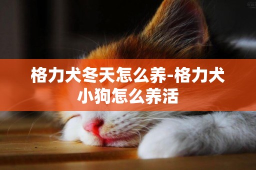 格力犬冬天怎么養-格力犬小狗怎么養活