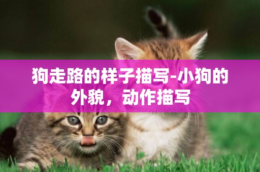 狗走路的樣子描寫-小狗的外貌，動作描寫