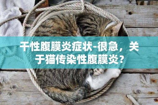 干性腹膜炎癥狀-很急，關于貓傳染性腹膜炎？
