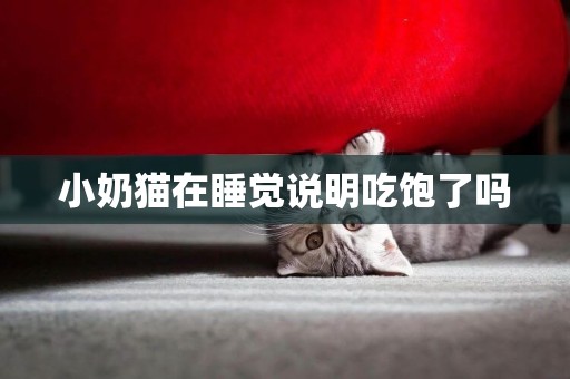 小奶貓在睡覺說明吃飽了嗎