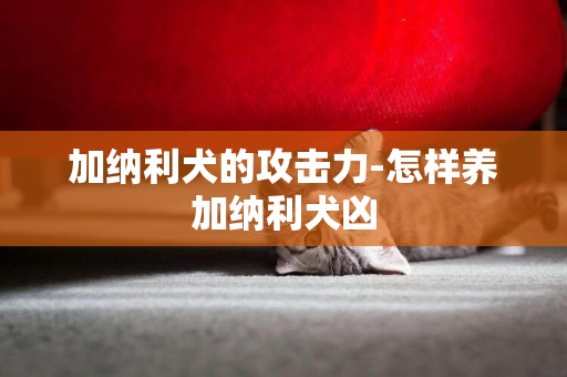 加納利犬的攻擊力-怎樣養加納利犬兇