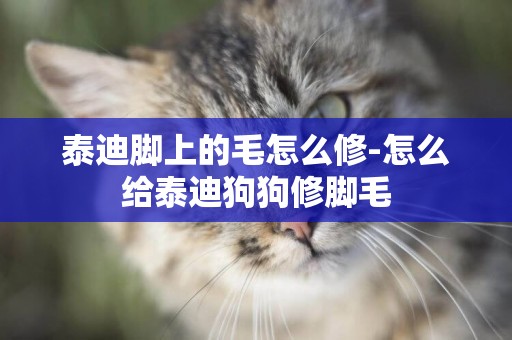 泰迪腳上的毛怎么修-怎么給泰迪狗狗修腳毛