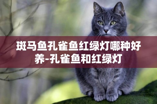 斑馬魚孔雀魚紅綠燈哪種好養-孔雀魚和紅綠燈