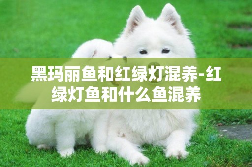 黑瑪麗魚和紅綠燈混養-紅綠燈魚和什么魚混養