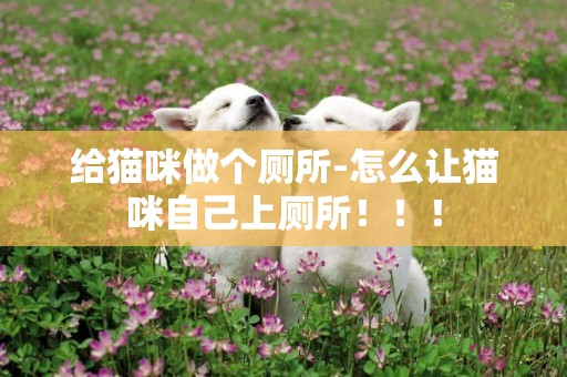 給貓咪做個廁所-怎么讓貓咪自己上廁所！！！