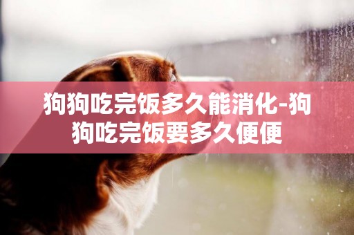 狗狗吃完飯多久能消化-狗狗吃完飯要多久便便