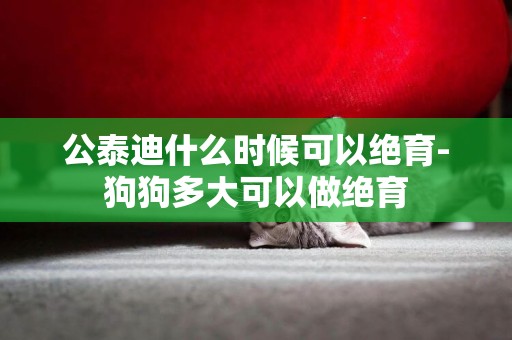 公泰迪什么時候可以絕育-狗狗多大可以做絕育