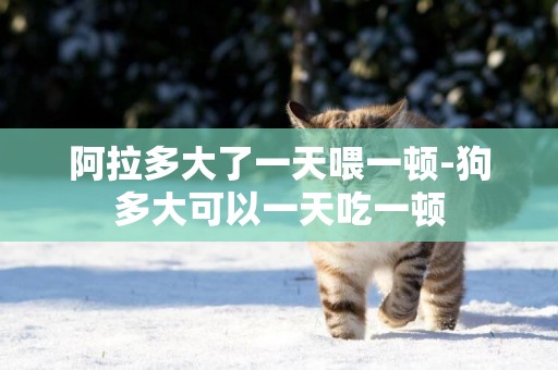 阿拉多大了一天喂一頓-狗多大可以一天吃一頓