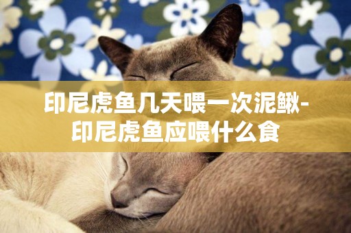 印尼虎魚幾天喂一次泥鰍-印尼虎魚應喂什么食