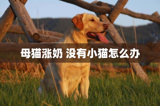 母貓漲奶 沒有小貓怎么辦