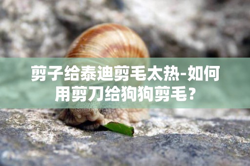 剪子給泰迪剪毛太熱-如何用剪刀給狗狗剪毛？