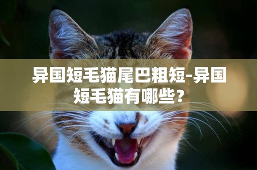 異國短毛貓尾巴粗短-異國短毛貓有哪些？