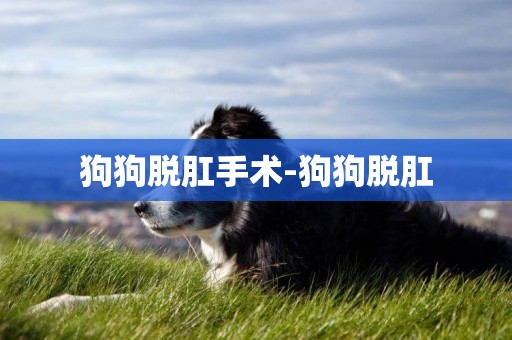 狗狗脫肛手術-狗狗脫肛