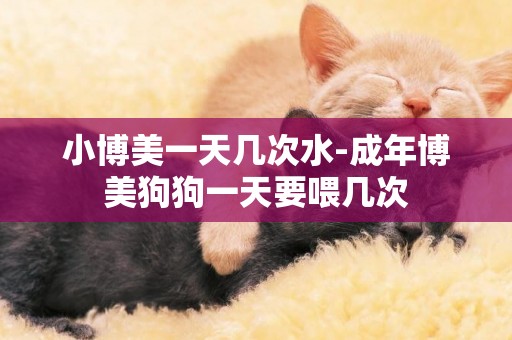 小博美一天幾次水-成年博美狗狗一天要喂幾次