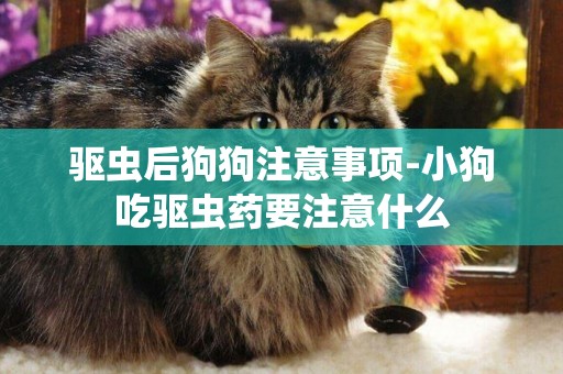 驅蟲后狗狗注意事項-小狗吃驅蟲藥要注意什么