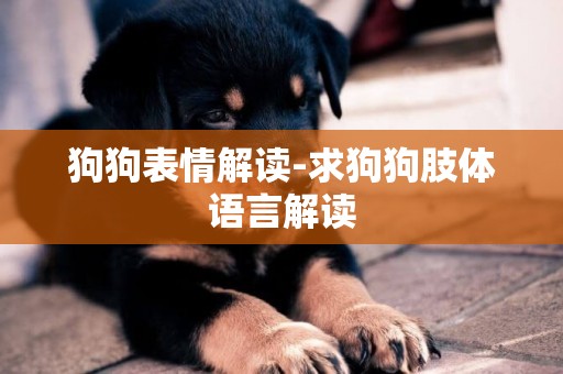 狗狗表情解讀-求狗狗肢體語言解讀