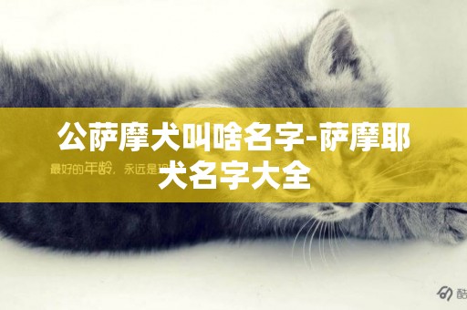 公薩摩犬叫啥名字-薩摩耶犬名字大全