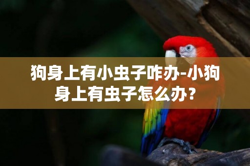 狗身上有小蟲子咋辦-小狗身上有蟲子怎么辦？