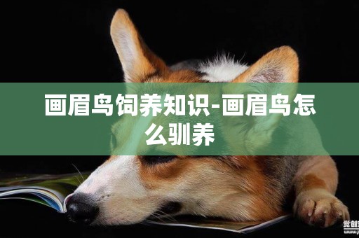 畫眉鳥飼養知識-畫眉鳥怎么馴養