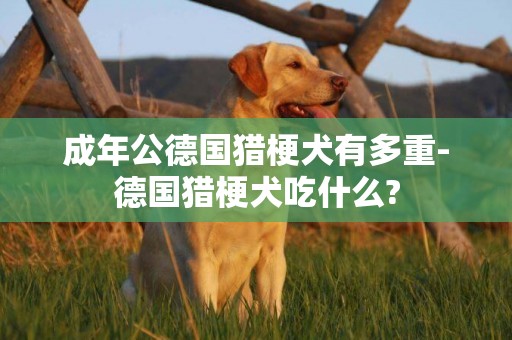 成年公德國獵梗犬有多重-德國獵梗犬吃什么?
