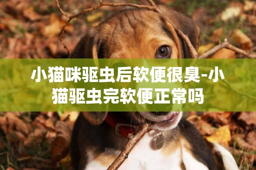小貓咪驅蟲后軟便很臭-小貓驅蟲完軟便正常嗎