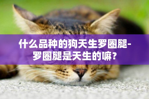 什么品種的狗天生羅圈腿-羅圈腿是天生的嘛？