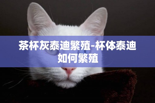 茶杯灰泰迪繁殖-杯體泰迪如何繁殖