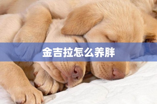 金吉拉怎么養胖