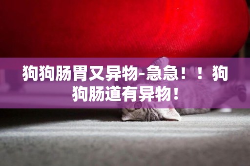 狗狗腸胃又異物-急急！！狗狗腸道有異物！