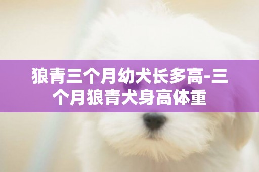 狼青三個月幼犬長多高-三個月狼青犬身高體重