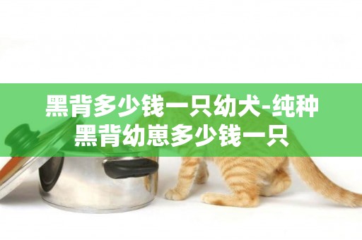 黑背多少錢一只幼犬-純種黑背幼崽多少錢一只