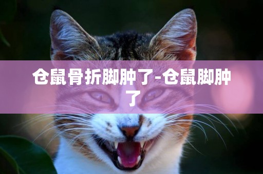 倉鼠骨折腳腫了-倉鼠腳腫了