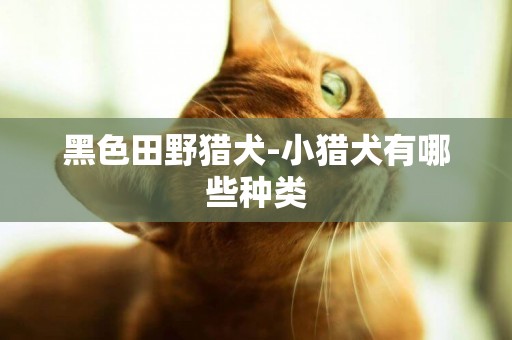 黑色田野獵犬-小獵犬有哪些種類