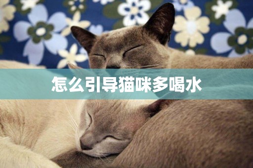 怎么引導貓咪多喝水