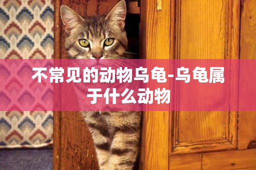 不常見的動物烏龜-烏龜屬于什么動物