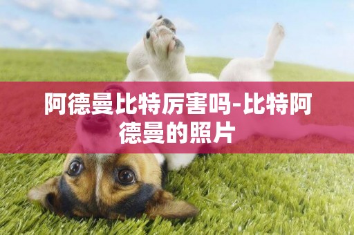 阿德曼比特厲害嗎-比特阿德曼的照片