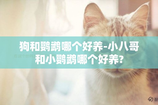 狗和鸚鵡哪個好養-小八哥和小鸚鵡哪個好養?