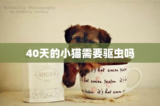 40天的小貓需要驅蟲嗎