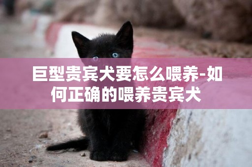 巨型貴賓犬要怎么喂養-如何正確的喂養貴賓犬