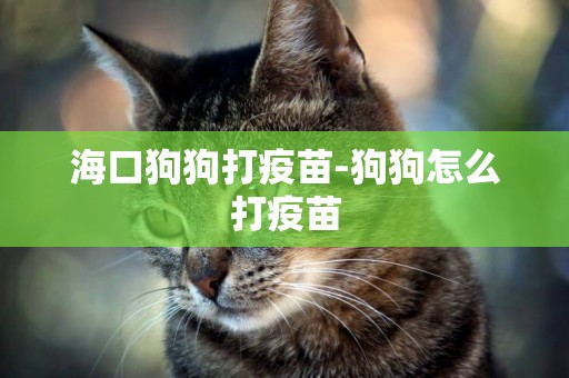 海口狗狗打疫苗-狗狗怎么打疫苗
